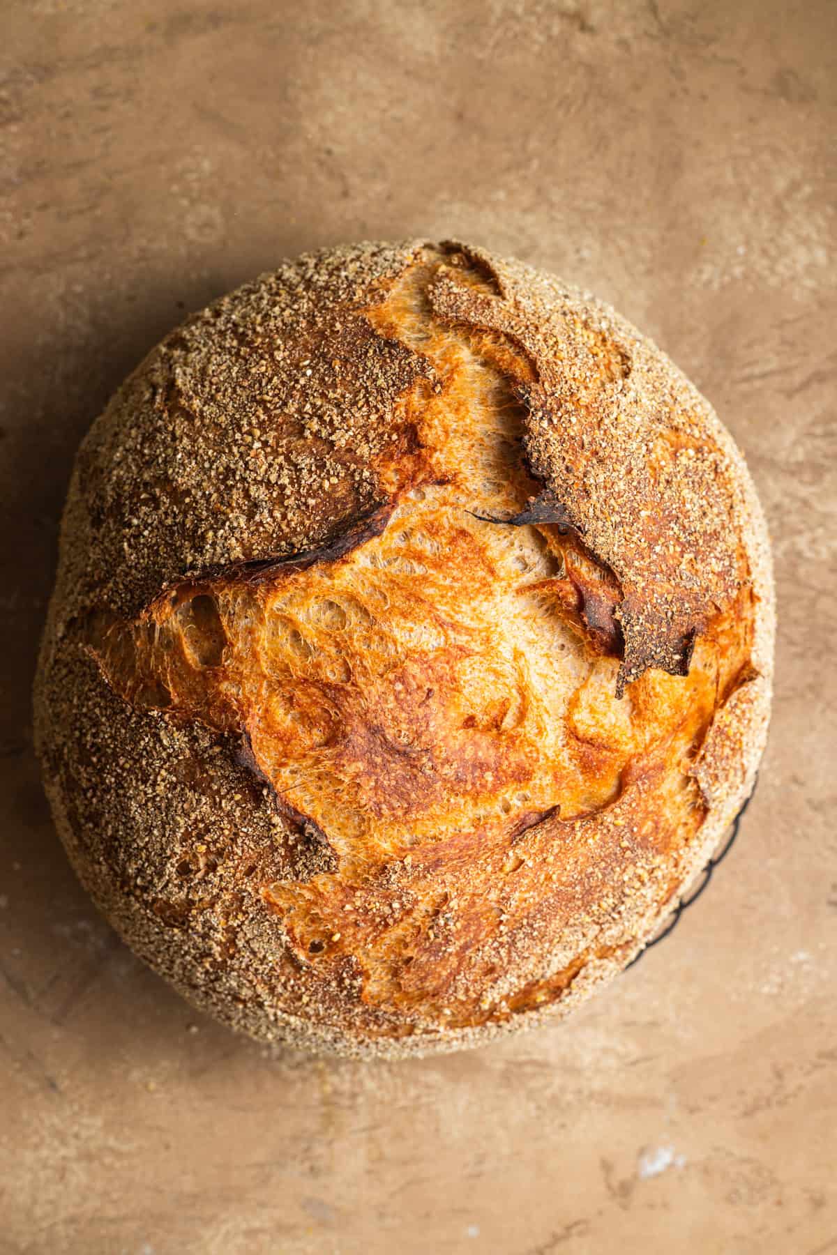 A loaf of whole-wheat no-knead bread encrusted in cornmeal. 