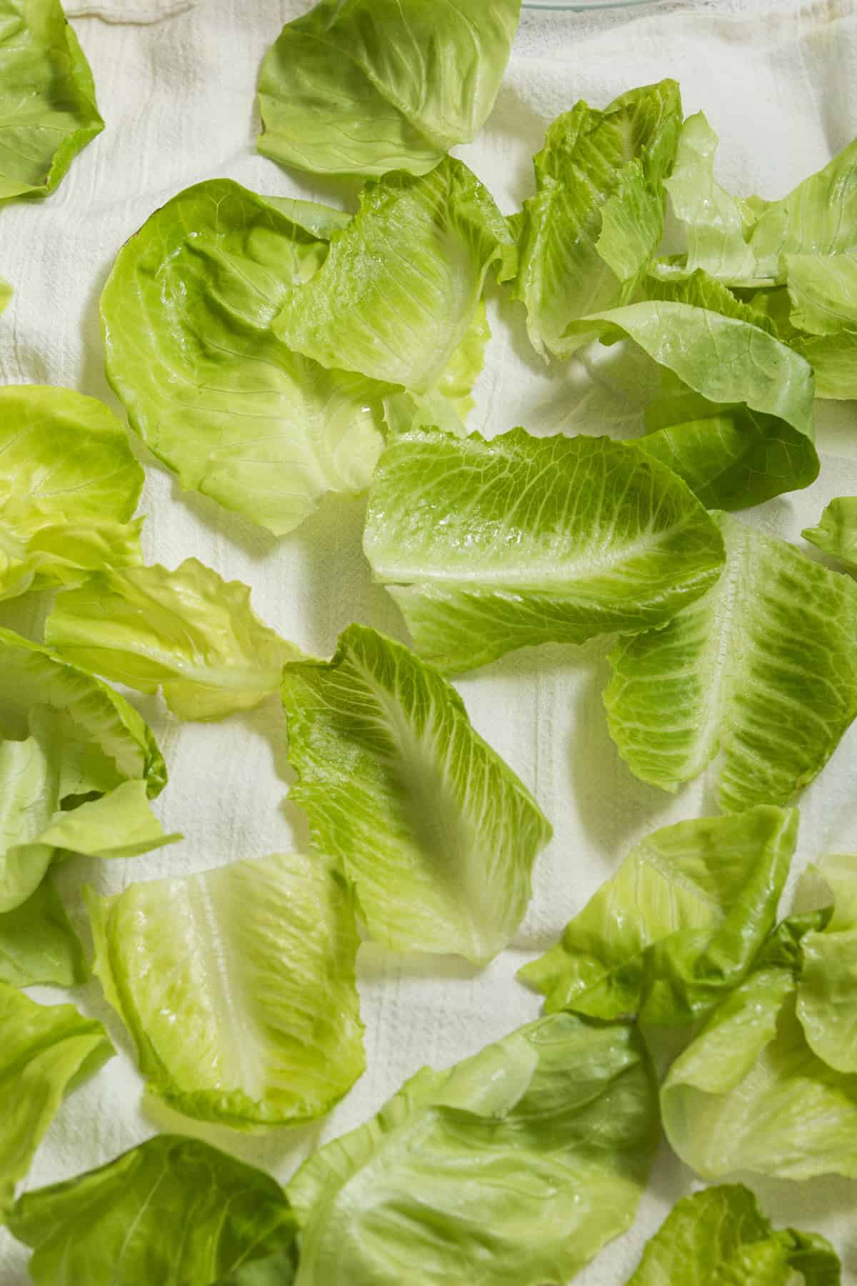Small pieces of lettuce drying on a kitchen towel.